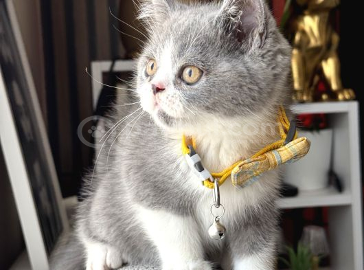 Özel Renk British Shorthair Bicolor görsel