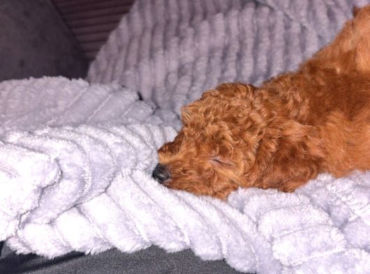 Yavru Poodle görsel