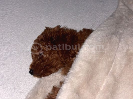 Yavru Poodle görsel