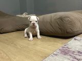 Egzoti̇c Frenc Buldog Blue Çok Güzel