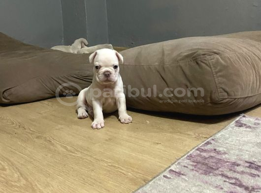Egzoti̇c Frenc Buldog Blue Çok Güzel görsel