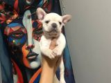 Egzoti̇c Frenc Buldog Blue Çok Güzel