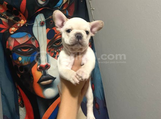 Egzoti̇c Frenc Buldog Blue Çok Güzel görsel