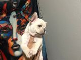 Egzoti̇c Frenc Buldog Blue Çok Güzel