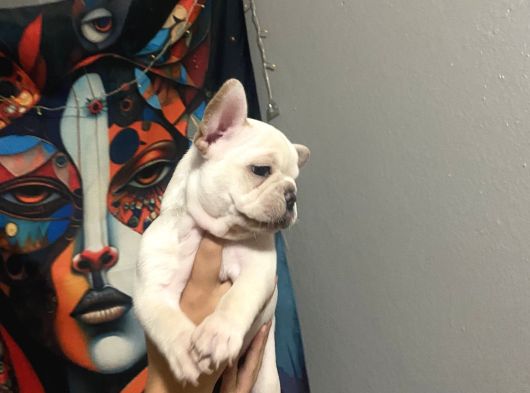 Egzoti̇c Frenc Buldog Blue Çok Güzel görsel