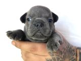 Egzoti̇c Frenc Buldog Blue Çok Güzel