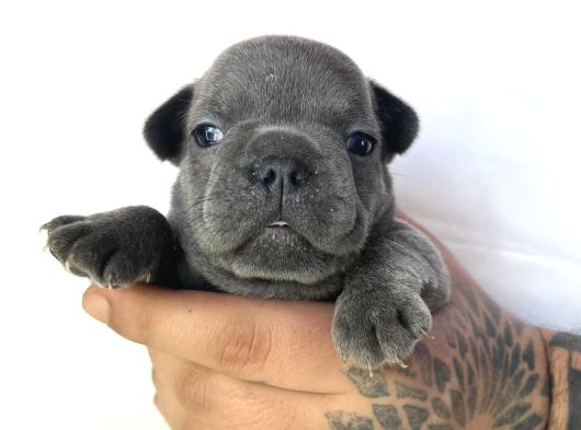 Egzoti̇c Frenc Buldog Blue Çok Güzel