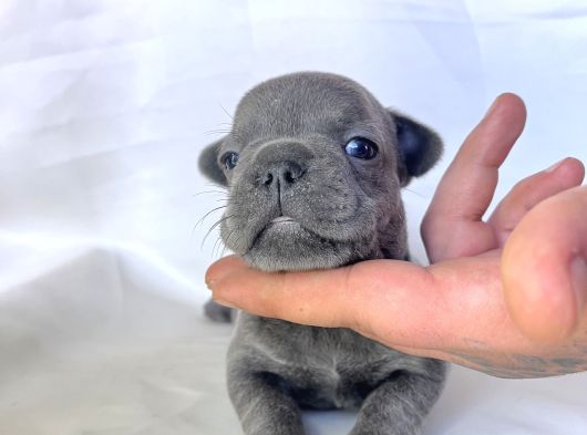Egzoti̇c Frenc Buldog Blue Çok Güzel görsel