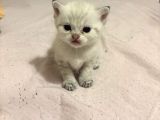 British Shorthair Yavrular İzmir Buca