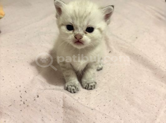 British Shorthair Yavrular İzmir Buca