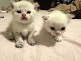 British Shorthair Yavrular İzmir Buca