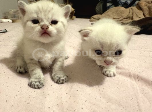 British Shorthair Yavrular İzmir Buca görsel