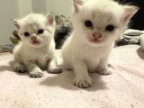 British Shorthair Yavrular İzmir Buca