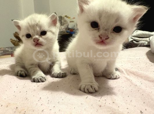 British Shorthair Yavrular İzmir Buca görsel