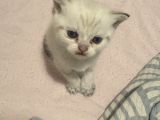 British Shorthair Yavrular İzmir Buca