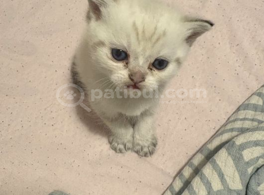 British Shorthair Yavrular İzmir Buca görsel