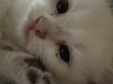 British Shorthair Yavrular İzmir Buca