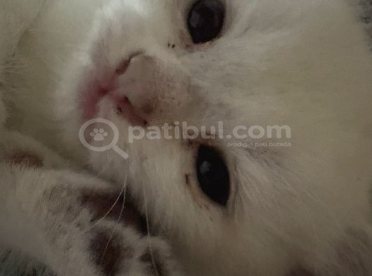 British Shorthair Yavrular İzmir Buca görsel