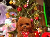 A Kalite Poodle Kore Teacup Yavrularımız