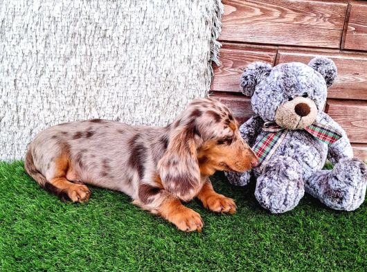 Long Hair Dachshund görsel