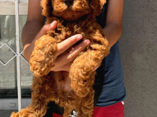 Kore Toy Poodle Yavrular görsel