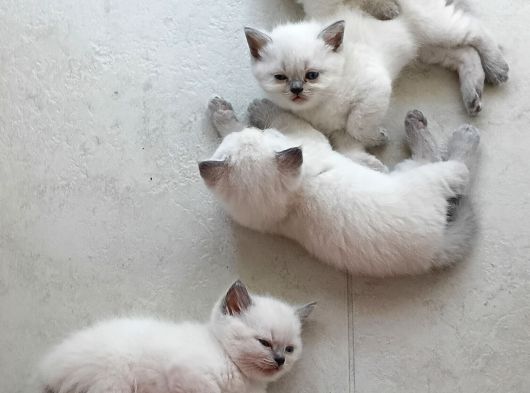 British Shorthair Blue Point Yavrular görsel