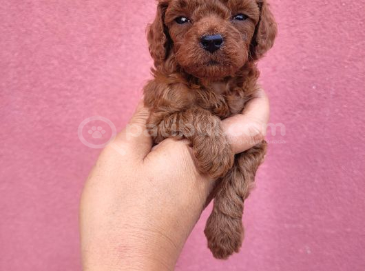 3 Aylık Redbrown Toy Poodle görsel