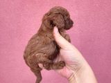 3 Aylık Redbrown Toy Poodle