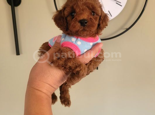 3 Aylık Redbrown Toy Poodle görsel