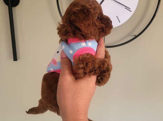 3 Aylık Redbrown Toy Poodle görsel