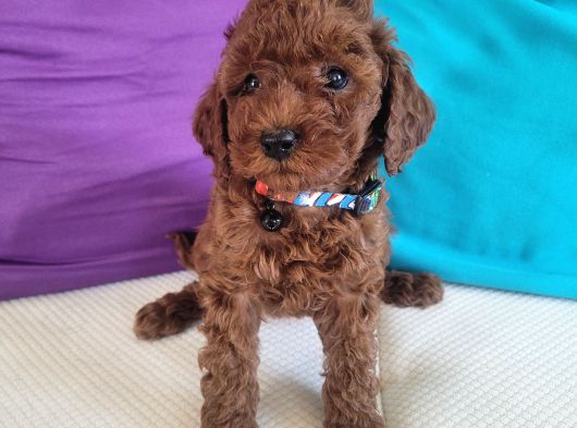 3 Aylık Redbrown Toy Poodle