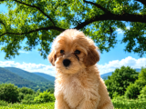Orji̇nal Malti̇po Yavrular