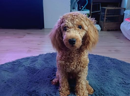 Güzeller Güzeli Linda Hanım