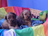 Gerçek Orji̇nal A Kali̇te Cavapoo Yavrular