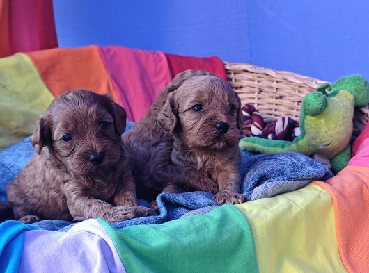 Gerçek Orji̇nal A Kali̇te Cavapoo Yavrular görsel