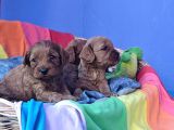 Gerçek Orji̇nal A Kali̇te Cavapoo Yavrular