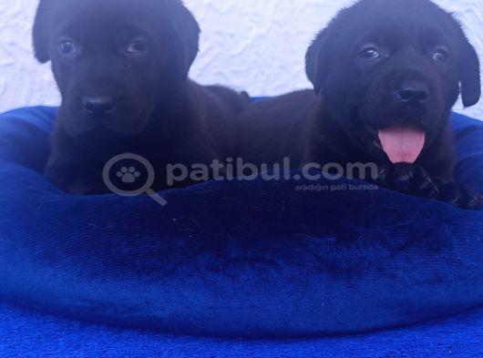 Si̇yah Ve Çi̇kolata A Kali̇te Labrador Yavrular görsel