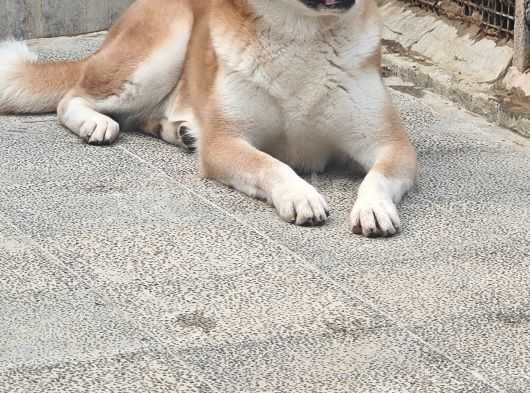 3 Ve 4 Yaşında Dişi Erkek Akita Köpekleri Mi Veriyorum görsel