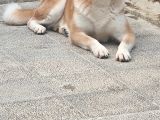 3 Ve 4 Yaşında Dişi Erkek Akita Köpekleri Mi Veriyorum