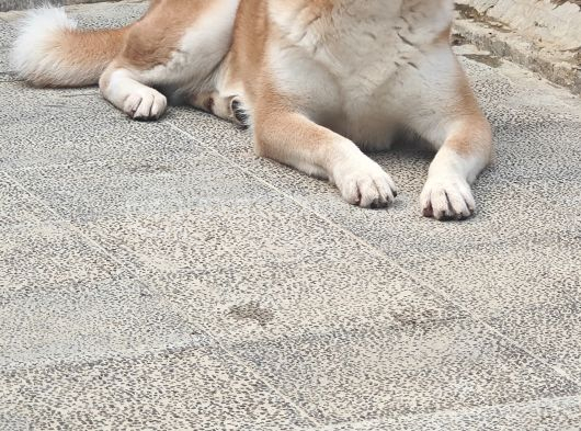 3 Ve 4 Yaşında Dişi Erkek Akita Köpekleri Mi Veriyorum görsel