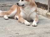 3 Ve 4 Yaşında Dişi Erkek Akita Köpekleri Mi Veriyorum