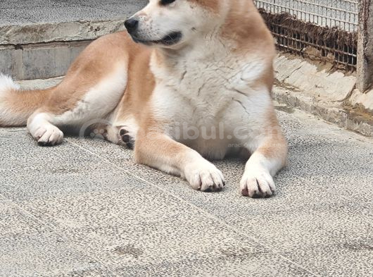 3 Ve 4 Yaşında Dişi Erkek Akita Köpekleri Mi Veriyorum görsel