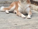 3 Ve 4 Yaşında Dişi Erkek Akita Köpekleri Mi Veriyorum