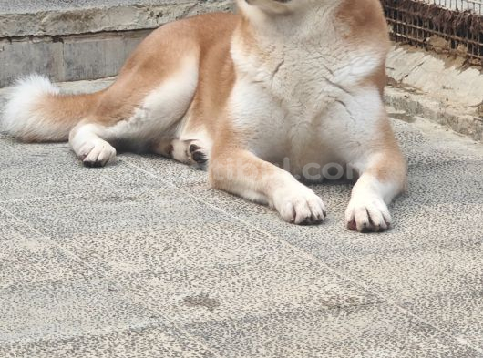 3 Ve 4 Yaşında Dişi Erkek Akita Köpekleri Mi Veriyorum görsel