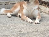 3 Ve 4 Yaşında Dişi Erkek Akita Köpekleri Mi Veriyorum