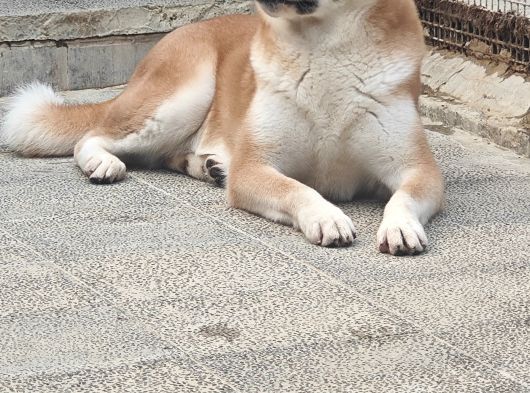 3 Ve 4 Yaşında Dişi Erkek Akita Köpekleri Mi Veriyorum görsel