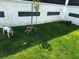 2 Ve 3 Yaşinda Di̇şi̇ Erkek Fransi̇z Bulldog Köpekler