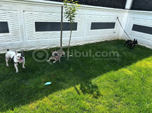 2 Ve 3 Yaşinda Di̇şi̇ Erkek Fransi̇z Bulldog Köpekler