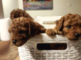 İnani̇lmaz Kali̇te İnani̇lmaz Fi̇yatlara Poodle Yavrular
