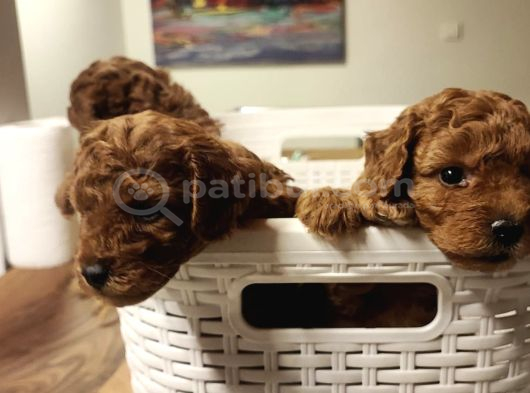 İnani̇lmaz Kali̇te İnani̇lmaz Fi̇yatlara Poodle Yavrular görsel